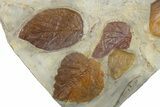 Wide Plate with Ten Fossil Leaves (Three Species) - Montana #262714-3